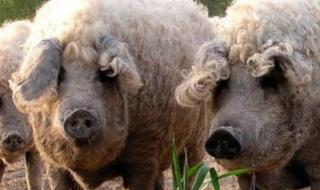 猪是哪个国家的国宝